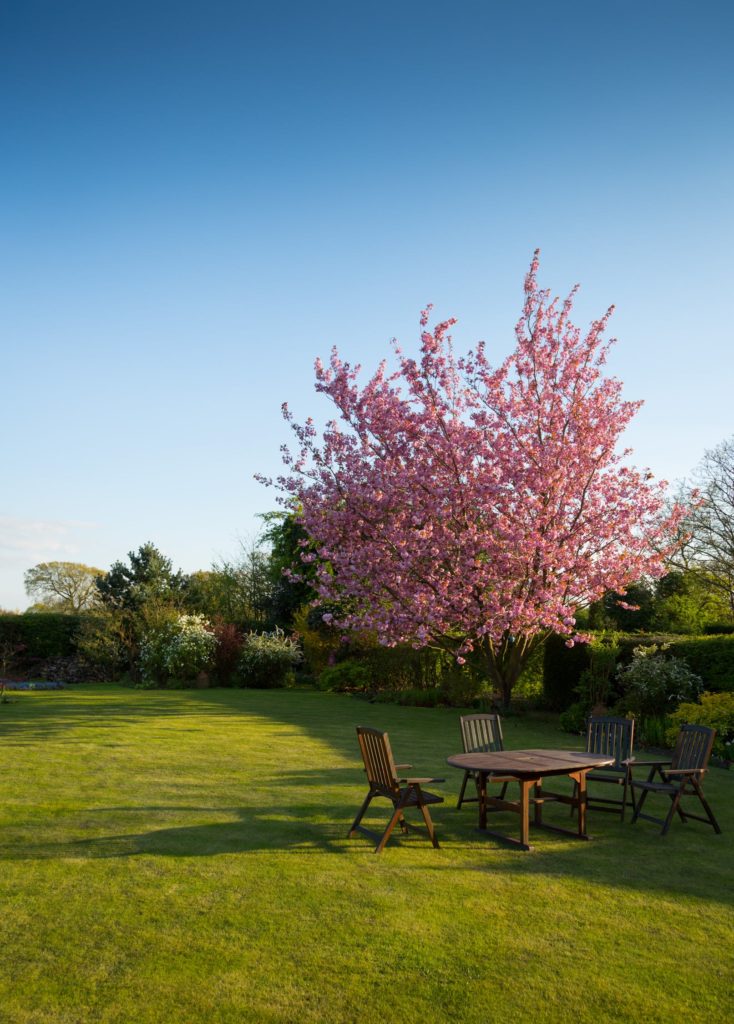 gardener lawn tree
