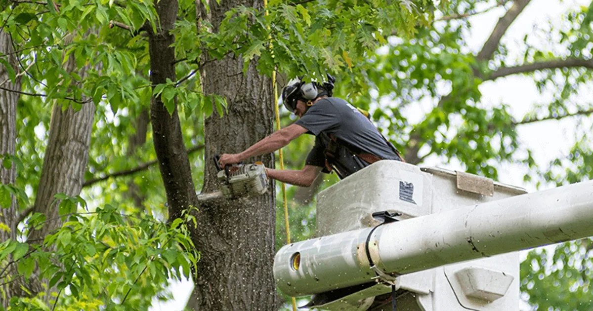 chainsaw tree.jpg