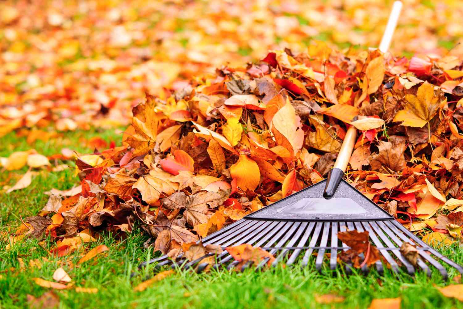 fall yard cleanup important for lawn garden getty 0923 a52f9e8c61134458b40f5ffef72d3e2b 2
